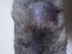 -菲丽丝宠物医院·24小时·猫科中心·免疫点(淮海分院)