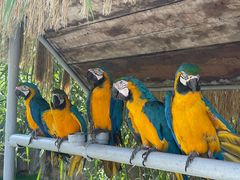 -西霞口神雕山野生动物世界