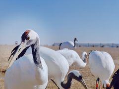 -盐城丹顶鹤湿地生态旅游区
