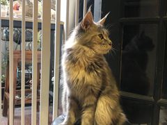 -猫色咖啡·猫咖