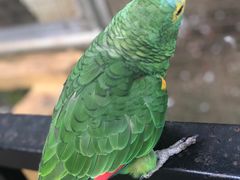 -吉隆坡雀鸟公园