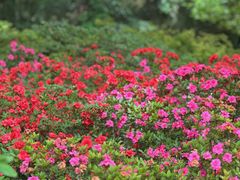 -上海滨江森林公园