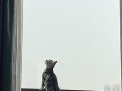 想吃鱼的猫-肖肖酸萝卜鱼火锅(总店)