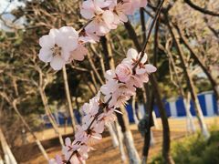 -长白岛森林公园