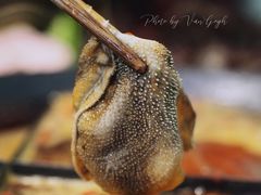 毛肚-独雅老火锅(原宏声巷店)