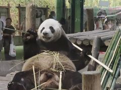 -栾川竹海野生动物园