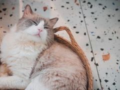 -喵喵咪呀布偶猫咖(春熙路店)