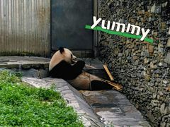 -卧龙中华大熊猫苑神树坪基地