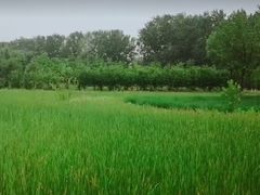 -东郊湿地公园