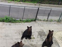 -大连森林动物园