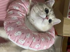 -Bastet sally猫舍购宠(静安店)