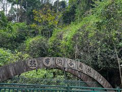 -西双版纳原始森林公园