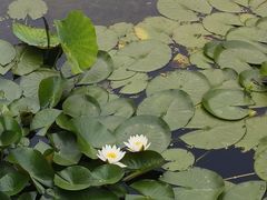 -莲湖公园
