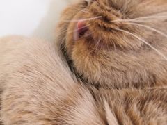 -猫和宫(六道口店)