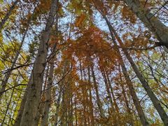 -桤木河湿地公园