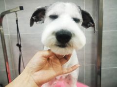 -宠福鑫康馨动物医院·骨科·眼科