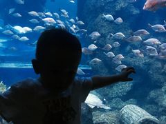 -华夏文旅海洋公园