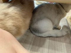 -飞行喵MR PILOT|猫舍·猫咖(静安大融城店)