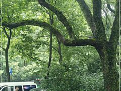 -西湖风景区-江洋畈生态公园
