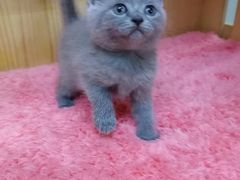 -猫宠乐园·专业洗护