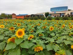 -君乐宝优致牧场