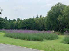 -上海滨江森林公园