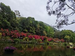 -深圳仙湖植物园