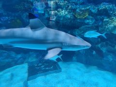 -海合安成都极地海洋公园