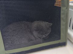 -北京观赏动物医院·24小时大型综合·猫专科·异宠专科