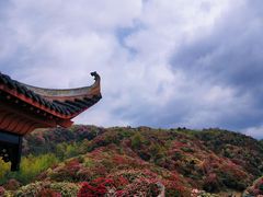 -贵州百里杜鹃风景名胜区