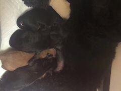 -宠颐生中康贝怡动物医院