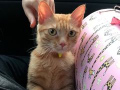 -伟伟宠物医院·CT影像中心·瑞派犬猫综合性门诊(汉口总院)