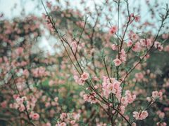 -南汇桃花村