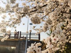 -高东镇樱花园