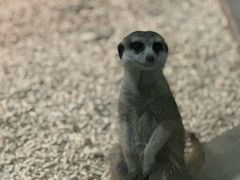 -绿色星球动物主题公园