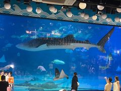 -烟台海昌鲸鲨海洋公园