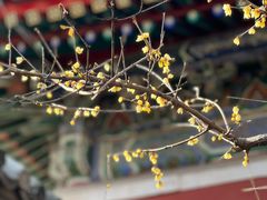 -北京艺术博物馆(万寿寺)