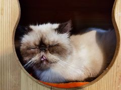 -more than meow吴止猫主题餐厅(承德 中船汇店)