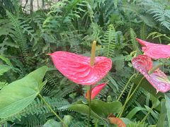 -国家植物园南园