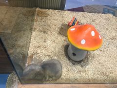 -龟与熊猫宠物公园(南坪店)