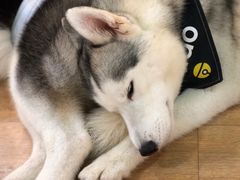 -Husky Go! 哈士奇体验馆·宠物咖啡厅狗咖
