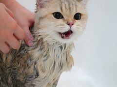 -momokira米努特·德文卷毛猫·棉花面纱犬