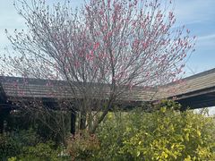 -大塘金香草谷