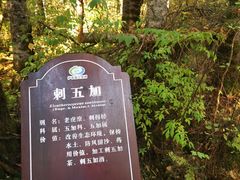 -汤旺河林海奇石景区
