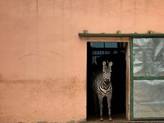 -青藏高原野生动物园