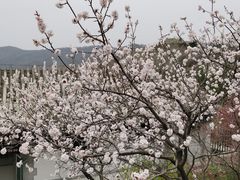 -香山公园