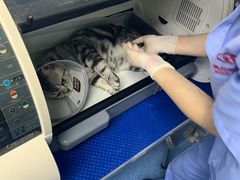 -美联众合动物医院(·中兽医·疑难杂症·严家桥分院)