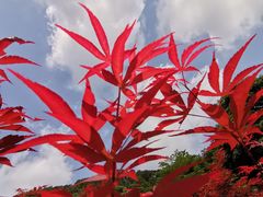 -广州市帽峰山景区