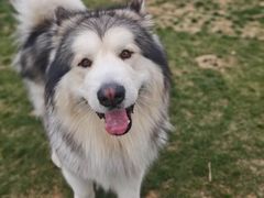 -趣玩宠物乐园寄养训犬训狗游泳池