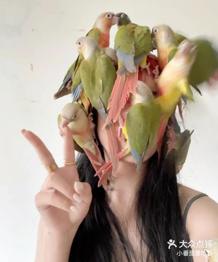手养鹦鹉不亲人